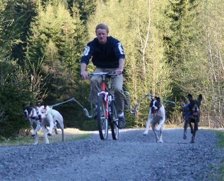 mannlig syklist med hunder